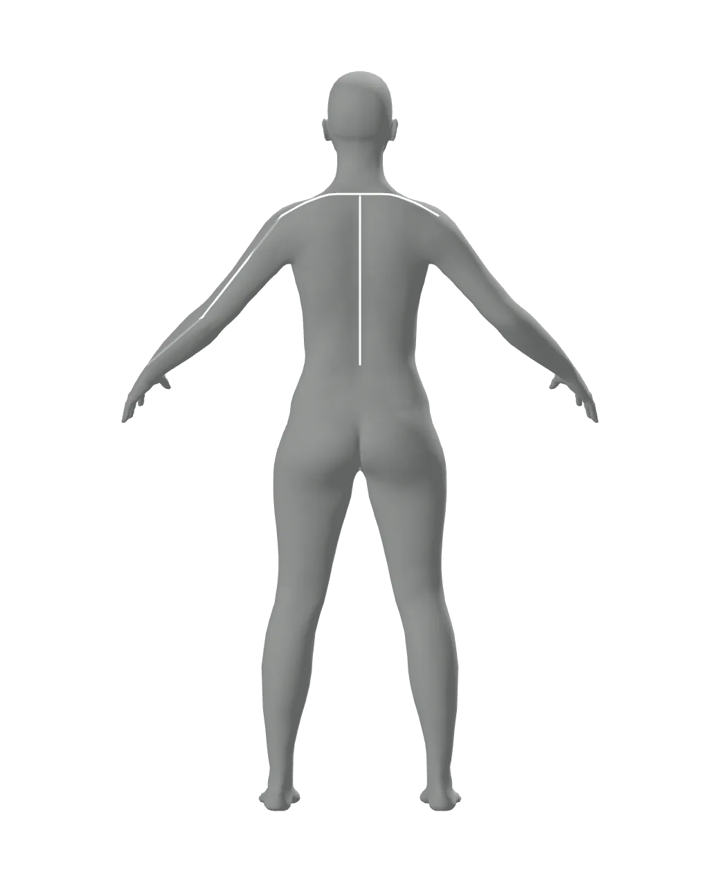 3D body from behind with four measurement lines